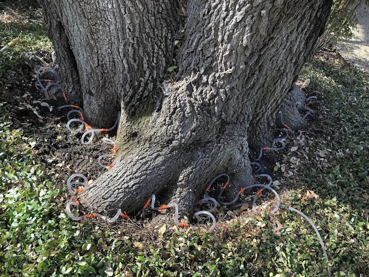 Detailed Tree Cabling and Bracing job site in Rogerson